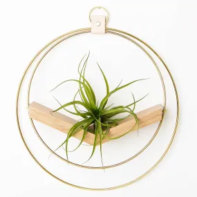 Braid & Wood Design Studio - V-Hanger (Classic Shimmer) - Gold Air Plant Holder: Large