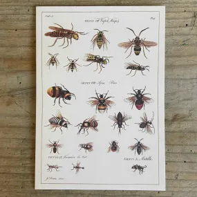 Wasps and Bees Greeting Card